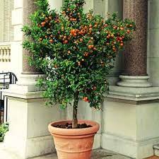 Each tree is planted in a prepared microsite. Patio Trees Best Potted Trees For Flower Fragrance And Patio