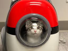 Maybe you would like to learn more about one of these? Pet Health Certificates Traveling With Your Pet