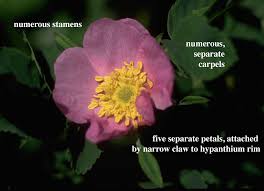 Image result for Rosaceae