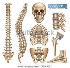 The collagenous matrix in bone just happens to be heavily impregnated with minerals. Shutterstock Puzzlepix