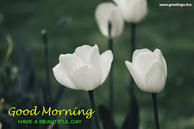 79 good morning images with flowers | have a beautiful day! Greetings Live Free Daily Greetings Pictures Festival Gif Images Beautiful Flowers Greetings With Good Morning Messages Free Image
