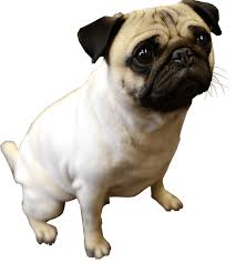 Image result for dog image no background