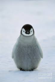 Jukin media verified (original)* for licensing / permission to use: Emperor Penguin Baby By Konrad Wothe