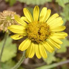 Image result for Anisopappus chinensis