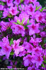 Az Azalea Japonica Done Azaleas Japonica Plants