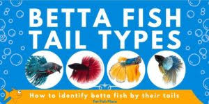 Betta fish are among the most popular freshwater fish around. Pet Fish Place