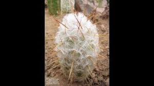Espostoa lanata has around 18 to 25. Old Man Cactus Oreocereus Trollii A Furry Friend Youtube