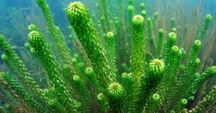 Image result for Lagarosiphon muscoides