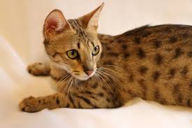 The savannah cat is the largest of the cat breeds. Savannah Cats For Sale Monterey Savannahs