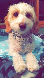Dachshundpoodle Mix Doxiepoo Cutest Dog Poodle Mix Cute Animals Cute Dogs