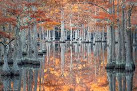 Check spelling or type a new query. Cypress Florida Landscape Photography By Paul Marcellini