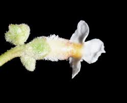 Image result for Pycreus cuanzensis