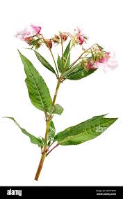 Image result for Balsaminaceae