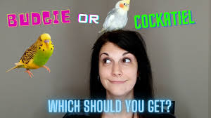 What do you need for a parakeet. Budgie Or Cockatiel What Kind Of Bird Should You Get Youtube