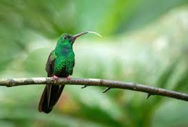 Image result for Pycnostachys coerulea