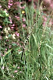 Image result for Sporobolus stapfianus