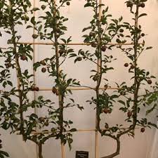 There are a number of reasons why cordon fruit trees are an attractive proposition. Double U Cordon Fruit Trees For Sale