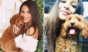 Raising authentic australian labradoodles est. Desperate Search For Family S Beloved Cavoodle Puppy Called Tigerlily Who Vanished In The Gold Coast