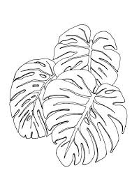 Black And White Plants Drawing Monstera Deliciosa Leaf Drawing Plant Drawing Drawing Illustrations