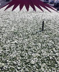 1/60 mosman st, charters towersphone: Municipality Unveils Largest Flag Of Qatar Made With Flowers The Peninsula Qatar
