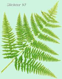 Bracken Fern Nature Plants Plants Tattoo Illustration