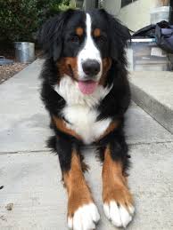 Bella 1 1 2 Yr Old Bernese Mountain Dog Tap The Pin For The Most Adorable Pawtastic Fur Baby Apparel You Ll L Bermese Mountain Dog Bernese Mountain Dog Dogs