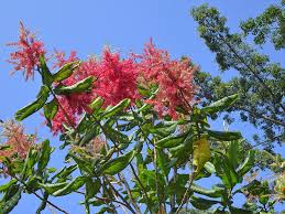 Image result for Triplaris americana