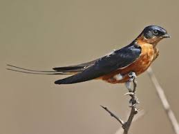 We did not find results for: Rufous Chested Swallow Cecropis Semirufa Birds Of The World