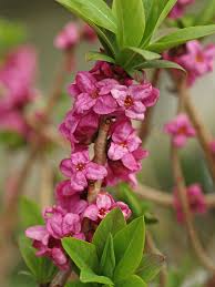 Image result for Daphne mezereum