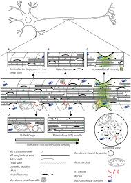 Frontiers | Crowd Control: Effects of Physical Crowding on Cargo Movement  in Healthy and Diseased Neurons