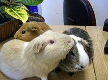 Dintii unui porcusor de guinea nu inceteaza niciodata sa creasca, de aceea este bine sa le oferi din cand in cand gustari pe care sa le roada. Guinea Pig Wikipedia