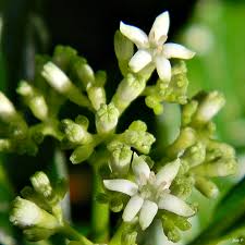 Image result for Psychotria palustris