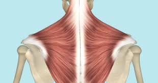 And as mentioned above, shortening of any one of the joints will involuntarily contract the upper trapezius and produce knots and pain. The Trapezius Muscle Its Attachments And Actions Yoganatomy