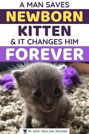 You've reinforced the meowing at night behaviour by giving your cat attention which can prolong the meowing behaviour once it starts. Man Saved Newborn Kitten On Rainy Night And It Changes Him Forever We Love Cats And Kittens In 2020 Newborn Kittens Kitten Cats And Kittens