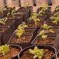 OSU Horticulture Club Plant Sale at Greenhouse Learning Center