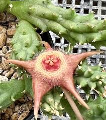 Image result for Duvalia