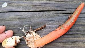 Image result for Mutinus elegans