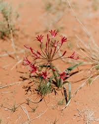 Image result for Geigeria burkei