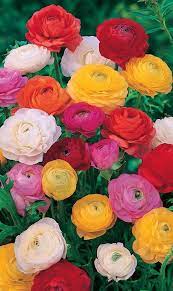 Veseys Beautiful Flowers Flowers Love Flowers