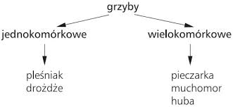 Znalezione obrazy dla zapytania: budowa grzybów