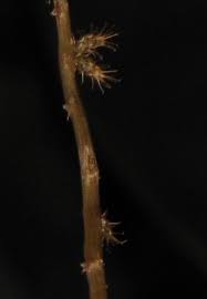 Image result for Remusatia