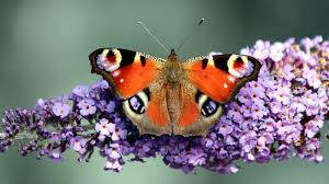 Britains Big Butterfly Count Begins With David