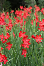 Image result for Hesperantha