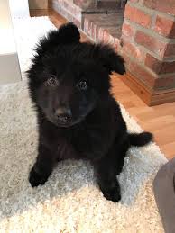Still, your german shepherd pup won't stay little forever. My Black German Shepherd Roman At 10 Weeks Old Aww