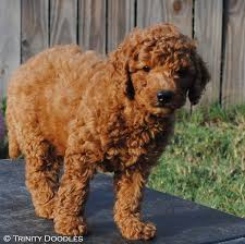 Gabriel burns hörspiel kostenlos downloaden. Lagotto Romagnolo Puppies Ohio