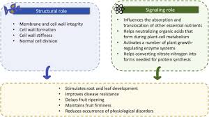 Understanding the structure of plant cell walls. Role Of Calcium Nutrition On Product Quality And Disorder Susceptibility Of Horticultural Crops Processes And Strategies For Biofortification Sciencedirect