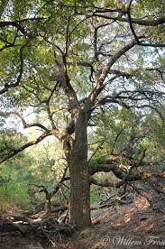 Image result for Breonadia