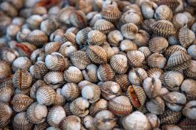 L Affichage Frais De Palourdes De Coques De Mer Cru A Vendre A L Utilisation De Marche De Fruits De Mer Pour Cuire Les Palourdes Blanchies Cuites A La Vapeur Banque D Images Et Photos