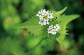 Fiori bianchi orto spontanee : Erbe Selvatiche Commestibili Cosa Raccogliere E Cucinare