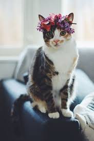 Ri Ye Adli Kullanicinin Cute Panosundaki Pin Goruntuler Ile Guzel Kediler Kedi Sevimli Kediler